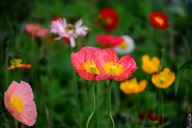 《2025年国民经济和社会发展统计公报》出炉 绿色低碳转型成效突出